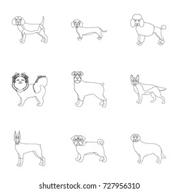 Sheepdog, dachshund, bernard, and other web icon in outline style.Spitz, boxer, beagle, icons in set collection.