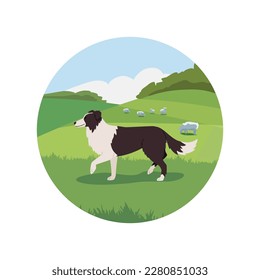 Sheepdog walking on the field with sheeps, flat vector illustration isolated on white background. Concepts of assistance, service and working dogs. Shepherd dog, round icon.