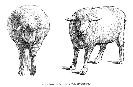 Sheep,Farm animal,realistic,fur,hoofed,sketch,hand drawn,two animals, cute, wool, standing, eared,contour drawing, doodle, outline,vector, isolated on white,black and white,illustration