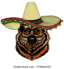 Sheepherd dog, sheepdog portrait. Sombrero mexican hat. Head of pet. Animal face.