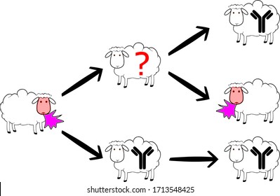 sheeps antibody question mark 1
