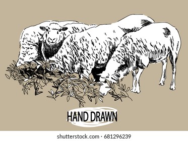 Sheeps. Drawing by hand in vintage style. Drawing pen, children's drawing. Sheep graze in thickets of grass.