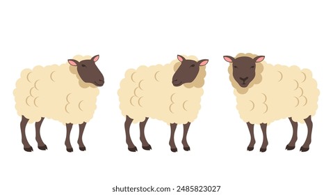 Sheeps farm animals isolated set. Vector design graphic illustration