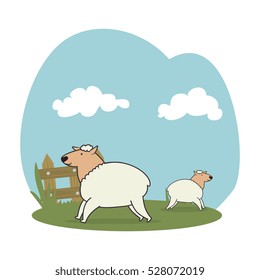 sheeps in the field