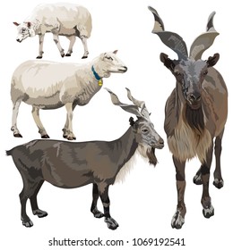 Sheeps and Goats