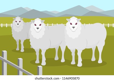 Sheeps on the background of summer rural landscape vector Illustration in flat style