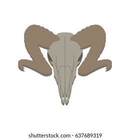 Sheep's skull. Bones of a ram. Vector illustration.