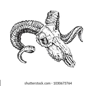sheep's skull . manual black and white graphics .illustration of a black pen
