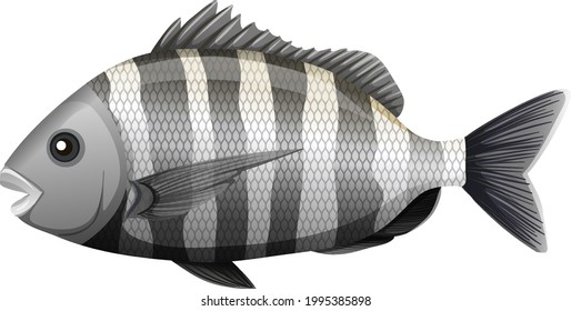 Sheepshead fish in cartoon style on white background illustration