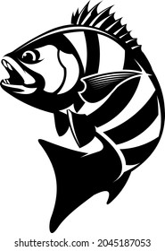 Sheepshead Fish Logo template. Unique and Fresh sheephead fish jumping. Great to use as your sheepshead fishing activity. 