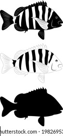 Sheepshead fish silhouette