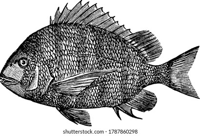 The Sheepshead, a fish in the Sparidae family of breams and porgies, vintage line drawing or engraving illustration.