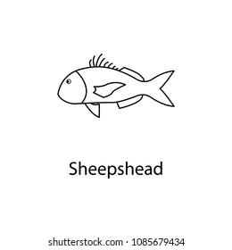 sheepshead icon. Element of marine life for mobile concept and web apps. Thin line sheepshead icon can be used for web and mobile. Premium icon on white background