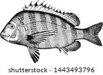 Sheepshead, vintage engraved illustration drawing