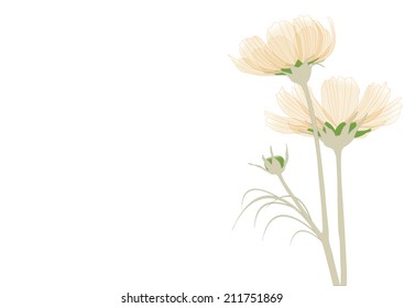 Sheer Cosmos flower isolated Cosmos bipinnatus