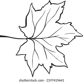 hoja de otoño + ilustración vectorial art.