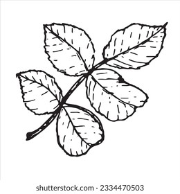 Sheet. Botanical leaf of rose flower. Hand-drawn on a white background, in vector format. Graphic drawing can be used for your design.