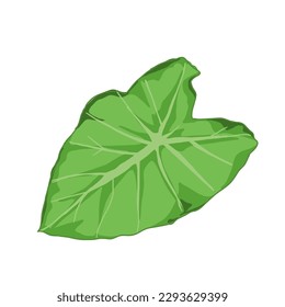 una hoja de hoja de taro sobre un fondo blanco