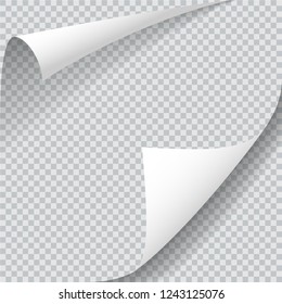 Sheet with two curled corners. Realistic shadows isolated on transparent background. Vector design illustration