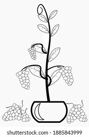 sheets for coloring books with illustrations of vines and potted trees