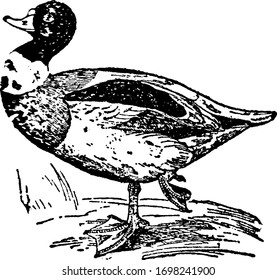 El pato Sheldrake normalmente se considera un vínculo de conexión entre gansos y patos, dibujo de líneas antiguas o ilustración de grabado.
