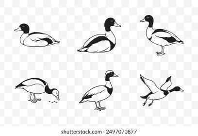 Shelduck Line Art Vector Set Ilustraciones elegantes y detalladas para Diseños artísticos y proyectos creativos