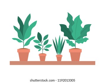 Estante con plantas de interior en macetas