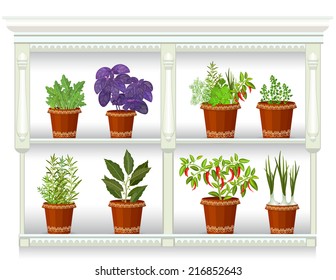 shelfs with collection of herbs in a flowerpots at home