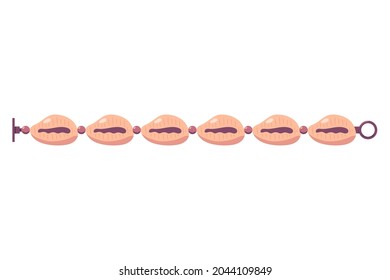 Shell bracelet vector cartoon illustration isolated on a white background.