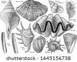 Shell collection, illustration, drawing, engraving, ink, line art, vector