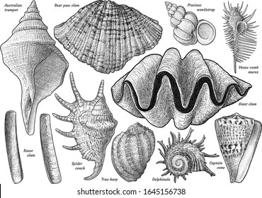 Shell collection, illustration, drawing, engraving, ink, line art, vector