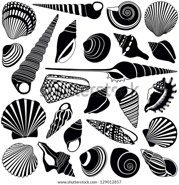 Shell\
collection - vector silhouette\
illustration