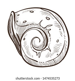 Shell or conch shellfish isolated sketch underwater creature vector curled shape sea or ocean bottom clam or mollusk monochrome drawing marine, or nautical symbol snail dwelling biological species