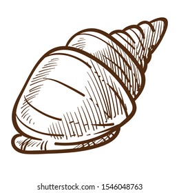Shell or conch, shellfish isolated sketch, underwater creature vector. Spiral shape, sea or ocean bottom clam or mollusk, pencil drawing. Marine or nautical symbol, snail dwelling, biological species
