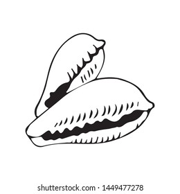 shell drawing freehand vector sketch