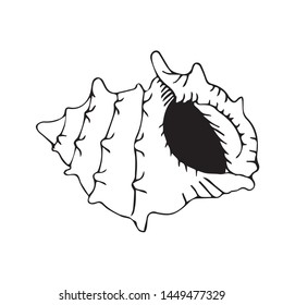 shell drawing freehand vector sketch