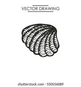 shell drawing. vector illustration