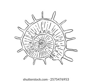 The shell is drawn in a doodle style. Sea, coast, beach. Hand drawn vector illustration.