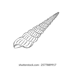 The shell is drawn in a doodle style. Sea, coast, beach. Hand drawn vector illustration.