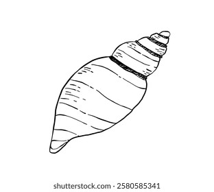 The shell is drawn in a doodle style. Sea, coast, beach. Hand drawn vector illustration.