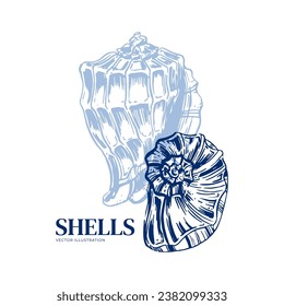 Shell. Hand drawn seashells. Engraving on a marine theme. Vector illustration of tropical, beach shells. For design of cards, banners, backgrounds, posters