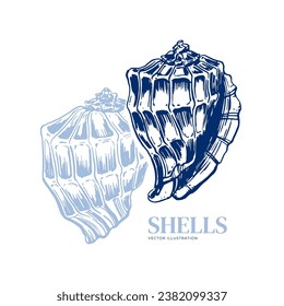 Shell. Hand drawn seashells. Engraving on a marine theme. Vector illustration of tropical, beach shells. For design of cards, banners, backgrounds, posters