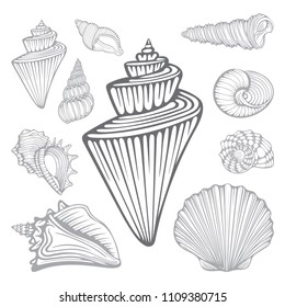 Shell. Hand drawn various beautiful mollusk seashells set.
Seashells sketch style isolated on white background.
Tropical shells underwater icon set.