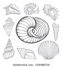 Nautilus Shell Drawing Images Stock Photos Vectors Shutterstock