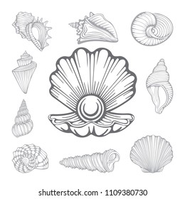 Shell. Hand drawn various beautiful mollusk seashells set.
Seashells sketch style isolated on white background.
Tropical shells underwater icon set.