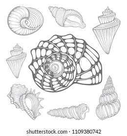 Nautilus Shell Drawing Images Stock Photos Vectors Shutterstock