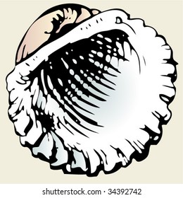 shell inside