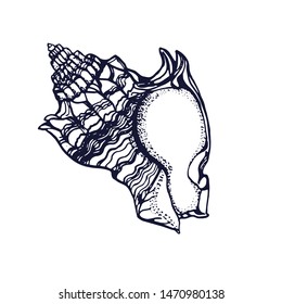 shell isolated on white background vector, hand drawing