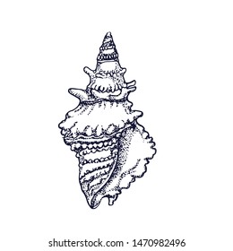 shell isolated on white background vector, hand drawing