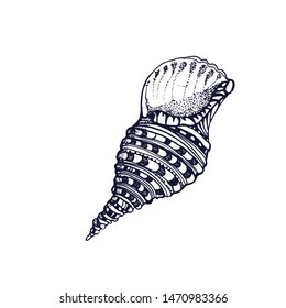 shell isolated on white background vector, hand drawing